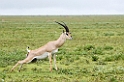 Grant's Gazelle